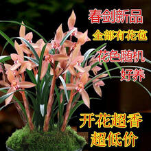 四川春剑 春兰 蕙兰 现都没有带花苞 开花香 四川春剑 4苗带花苞 不含盆