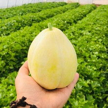 内蒙古河套白兰脆香瓜新鲜当季水果甜瓜 8斤