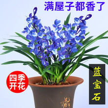 建兰四季兰 蓝宝石有香味的兰花苗 夏带花苞出售花卉好养兰花盆栽 建兰蓝宝石3苗