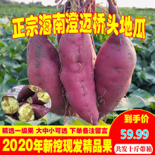 海南澄迈沙地桥头富硒地瓜新鲜红薯农家桥沙板栗薯番薯10斤. 青封铭
