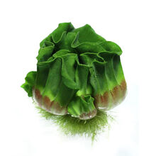 [京选推荐]鱼缸浮萍水草活体水生植物浮性除NO3净化水质微景观水族箱满 牡丹萍5个