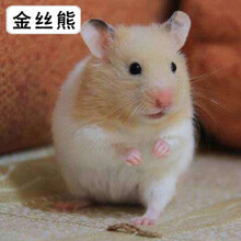 小仓鼠活物盒子一对布丁三线紫仓鼠活体宠物情侣家养鼠打过疫苗 金丝熊1只(备注公母) 包活包健康