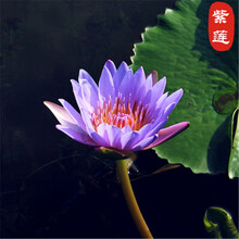 水草种子碗莲种子水培植物花种子室内水养盆栽水生荷花睡莲花种籽 A款紫莲30粒+营养液1瓶