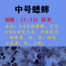 勤始皇白蟋蟀活体蜥蜴饲料活体白蛐蛐活物蟋蟀宠物守宫鸟食油葫芦活体 〔中号〕白蟋蟀1-1.5厘米100只