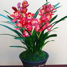 【超好养】浓香型兰花苗兰花盆栽墨兰大花兰花苗花卉盆栽绿植花卉 掌柜   香妃 6-4连体【60天包开花 送肥料