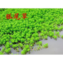鱼塘水草种子伊乐藻轮叶黑藻养鱼虾草籽种子四季净化水质的水草 狐尾藻种子1斤