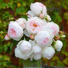 【虹越】2021新品  进口月季花苗 10L盆栽苗 日本河本系列花园庭院玫瑰月季花卉 小抒情曲