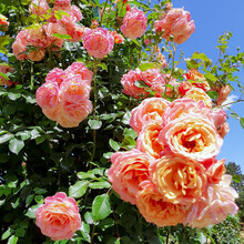 【虹越】2021新品  进口月季花苗6L盆栽苗 德国科德斯系列花园庭院露台灌木/藤本月季花卉 蜜桃冰淇淋