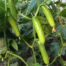 无刺水果黄瓜种子 荷兰进口水果黄瓜种籽 小黄瓜乳瓜子种卡宴 高产旱黄瓜20粒分装