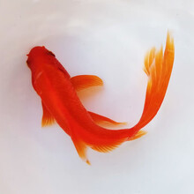 灵动之水：探寻个性化的水族箱定制艺术