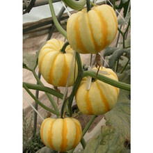 进口贝贝南瓜种子 迷你小南瓜种籽 甜板栗味 粉面糯香甜 四季 进口黄贝贝南瓜50粒装