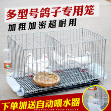 鸽子笼子鸽子配对笼养殖笼大号鸽子笼家用鸟笼鸽子用品 银色60*42*50带托盘