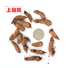 上客来紫花幸运草紫叶酢浆草种球盆栽花卉红花草三叶草种根种球喜阴低矮花卉多年生矮花宿根地被植物 紫叶榨浆草10个根