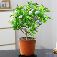 蝴蝶之舞 茉莉花盆栽花卉爬藤风车茉莉植物四季开花不断花苗带花苞好养绿植 双色茉莉