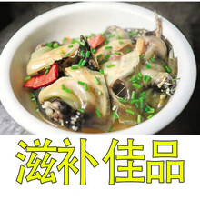 公雄大甲鱼鲜活活体食用团鱼鲜活王八中华鳖批发营养老鳖 2斤1只 公甲鱼(1.7-2斤)