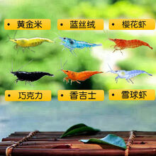 [京选推荐]观赏虾宠物活体水族淡水鲜活小虾鱼缸除藻虾螺蟹清洁虾工具樱花虾 六六大顺套餐一 各5只总计30只