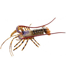 仿真海底生物塑胶大闸蟹 螃蟹模型玩具软胶龙虾 鳄鱼公仔道具波士顿澳洲大龙虾模型摆件 硬体澳洲龙虾22cm*5cm