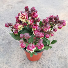 重瓣长寿花盆栽大花苗室内阳台花卉植物Z2 长寿宫灯重瓣 含盆（简易原盆）