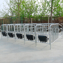 耐尔尼母猪定位栏猪用限位栏育肥猪产床 5位10位带食槽漏粪板 养猪设备 2.5热镀 中式加宽（母猪位70cm）带槽10位