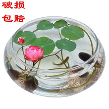 伈浵 玻璃花瓶碗莲铜钱草水仙花盆水培花卉 绿植水养 客厅阳台桌面摆件 1个中号(肚径20厘米)