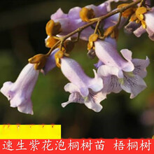 植果缘新品开花泡桐小苗兰考紫花泡桐大果泡桐中国梧桐树苗速生泡桐树根 紫花泡桐当年苗 其他