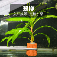 不用泥的水草无土定植水草造景懒人新手入门级净化水质的水草活体 翠柳定植株1个