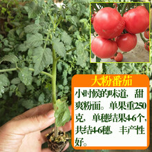 粉果大番茄种子秧苗子毛粉西红柿种籽柿子春秋季蔬菜种孑四季盆栽 大粉番茄苗20棵