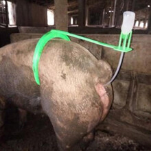 母猪用输精夹 母猪配种夹输精支架母猪授精夹子猪背夹猪人工设备 大号全套装(背夹1个+管瓶2套)