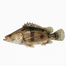 桂鱼 价格 图片 品牌 怎么样 京东商城