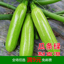 西葫芦种子苗高产阳台四季盆栽西胡芦种籽蔬菜春季蔬莱瓜孑瓜苗 翠宝II号【条更绿】 20粒散装