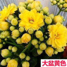 重瓣长寿花盆栽大花苗室内阳台花卉植物Z2 黄色 含盆（简易原盆）