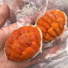 新鲜海胆黄即食日料现剥鲜活生鲜海胆肉 广东省内