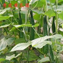 狮湾蔬菜苗樟树港辣椒苗各种辣椒苗番茄苗辣椒西红柿春季黄瓜辣椒茄子 水果黄瓜苗【1颗】