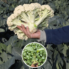 松花菜种子 价格 图片 品牌 怎么样 京东商城