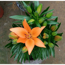 麦桑荷百合花鲜花盆栽香水百合花苗适合放卧室的绿植种植苗适合家里养的 矮款百合带花苞（一盆三棵红色 黄 色橙色随机） 含盆