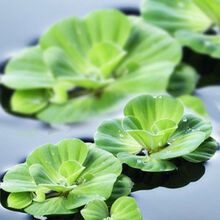 [京选推荐]水芙蓉水葫芦水培植物铜钱草净化水质养龟鱼缸水草浮萍水养小绿植 水芙蓉2株装(铜钱草)