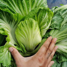 寿禾 大叶芥菜种子水东包心疙瘩青菜菜籽蔬菜秋季播种种籽 大叶大肉包心芥菜种子 10g