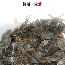 鲜美惊 螃蟹鲜活一元蟹河蟹小毛蟹小螃蟹活体蟹全公母0.3-0.8两只 【大闸蟹 全母】1.8-1.5两8只