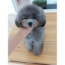 灰泰迪幼犬 价格 图片 品牌 怎么样 京东商城 灰泰迪幼犬 价格 图片 品牌 怎么样 京东商城