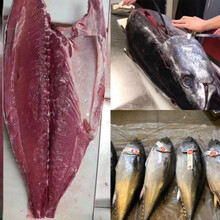 大目蓝旗稽金枪鱼整条特大低温新鲜日料食材刺身寿司专用12公斤