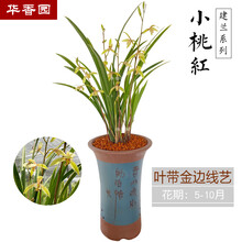 华香园绿植花卉 兰花苗【小桃红】建兰四季兰 浓香型 不带花苞帝王妃 办公室内盆栽鲜花多肉耐阴绿植 小桃红 一棵4苗 不带花苞 裸根发货