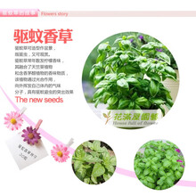 各种花种子夏季花种子易种四季易活室内室外适合夏天种的花种 墨绿色 驱蚊草30粒