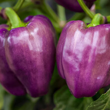 寿禾 彩椒种子灯笼椒青椒红黄紫白菜椒甜椒苗辣椒苗方椒冬季春季播种蔬菜苗种苗寿光菜种籽菜籽 紫星甜椒种子 10粒散装