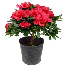 比利时花盆栽四季开花杜鹃花盆景花卉杜鹃花苗室内客厅阳台绿色植物盆景三年苗{多支带花苞} 印度红 三年苗(带花苞)