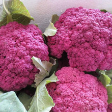 紫色花椰菜 价格 图片 品牌 怎么样 京东商城