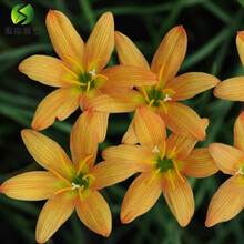 风雨兰种球韭兰葱兰花苗室内阳台盆栽花卉绿植四季种植开花 科迪(10球装)