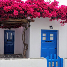 紫藤花树苗蔷薇木香花苗爬藤植物庭院围墙盆栽花苗绿植 红色三角梅爬藤 5年苗品种备注