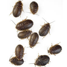 杜比亚蟑螂活体幼体繁殖组蜥蜴龙鱼守宫变色龙活饵饲料超樱桃蟋蟀 1-1.5厘米(120只/份)