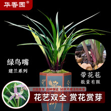 幽花花卉 价格 图片 品牌 怎么样 京东商城 幽花花卉 价格 图片 品牌 怎么样 京东商城