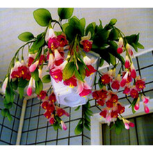聚雅轩（JUYAXUAN）皇冠盆栽彩色灯笼大苗倒挂金钟花苗吊钟花颜色齐全 双色【当年开花】 不含盆